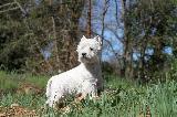 WEST HIGLAND WHITE TERRIER (WESTIE)